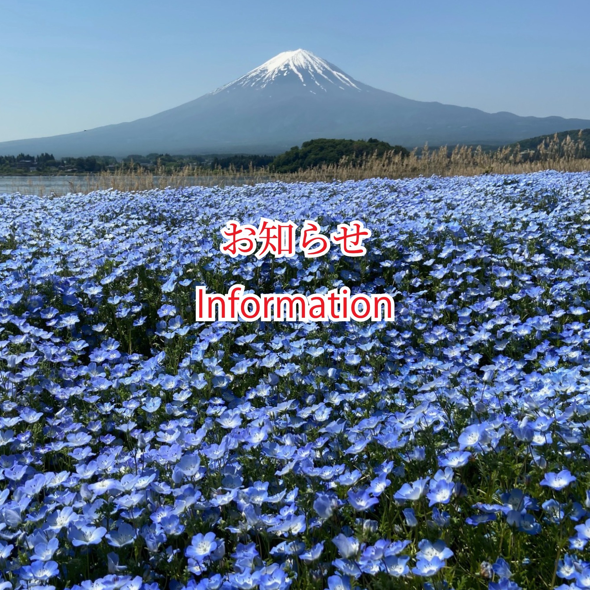 お知らせ